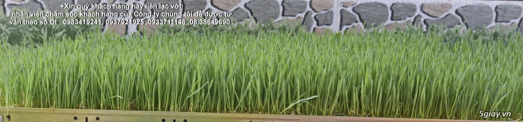Phân phối Hạt giống lúa mạch Hữu cơ ,nước ép cỏ lúa mạch.  ORGANIC  - 5