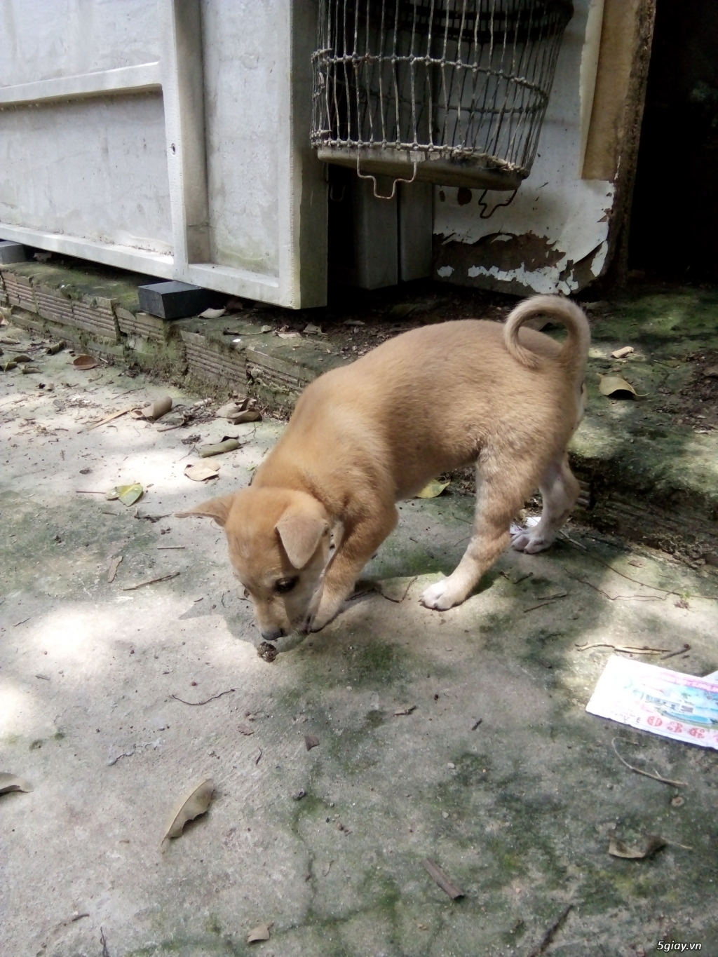Cho becgie lai - 2