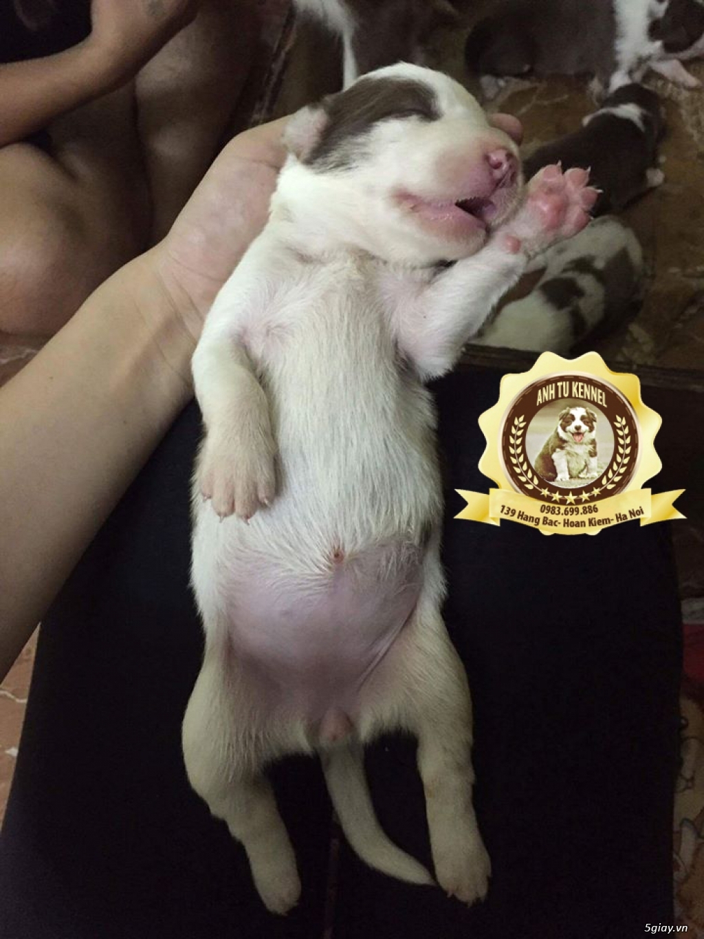 Bán Chó Border Coliie Trại Chó Anh Tú Kennel - 6