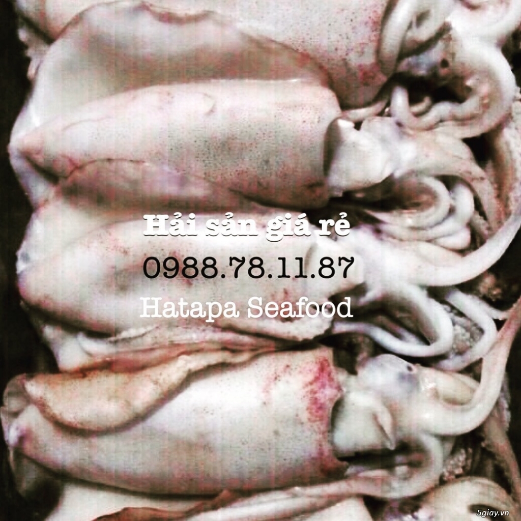 Cung cấp hải sản giá rẻ nhất Việt Nam, hải sản tươi & khô, đông lạnh nguyên chất từ vựa hải sản. - 18