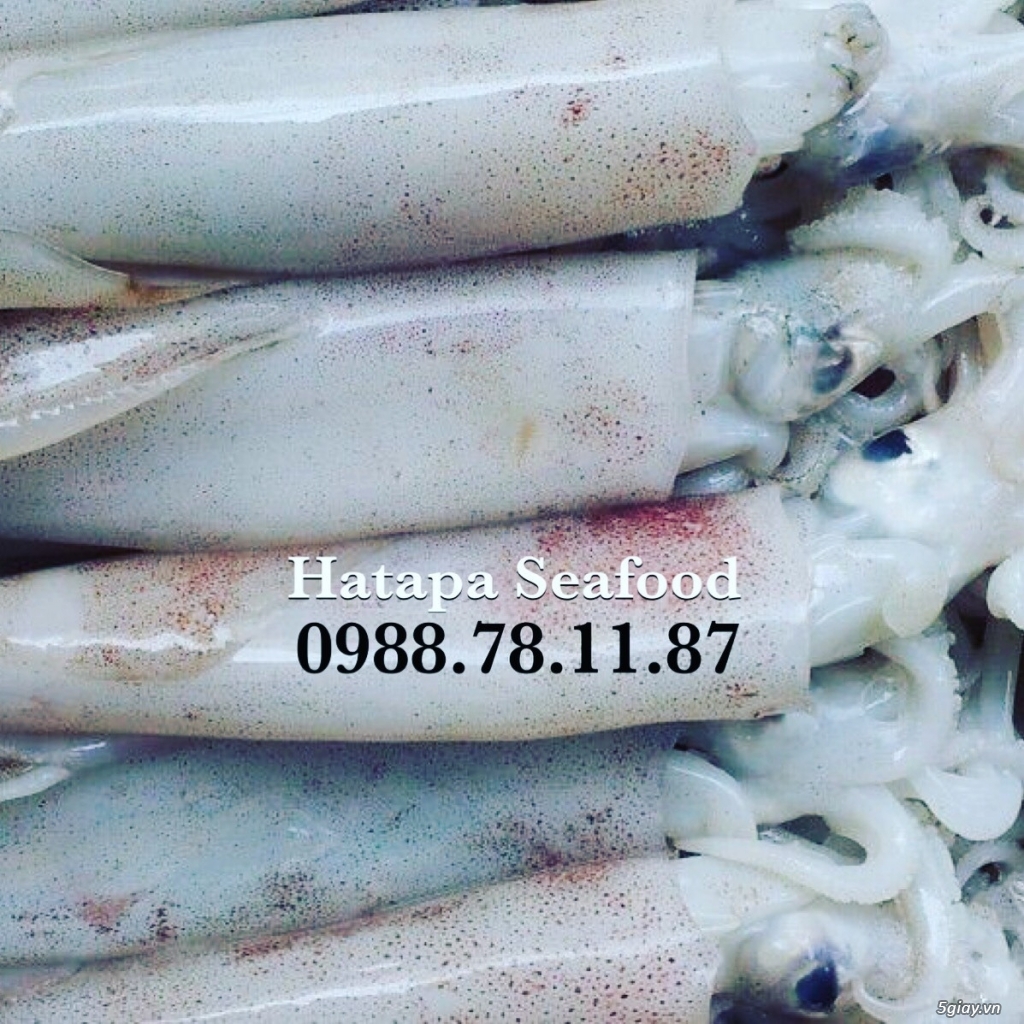 Cung cấp hải sản giá rẻ nhất Việt Nam, hải sản tươi & khô, đông lạnh nguyên chất từ vựa hải sản. - 2