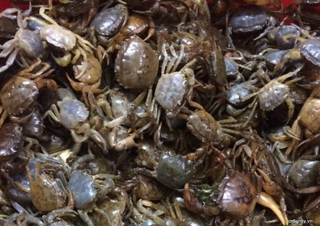 Vựa cua đồng Miền Tây