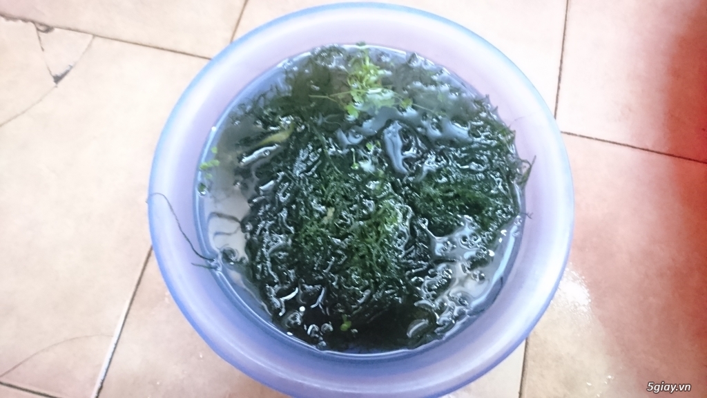 Thanh lý rêu Mini Taiwan