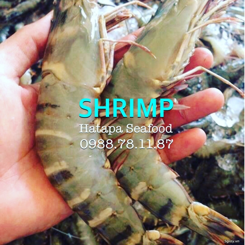 Cung cấp hải sản giá rẻ nhất Việt Nam, hải sản tươi & khô, đông lạnh nguyên chất từ vựa hải sản. - 19
