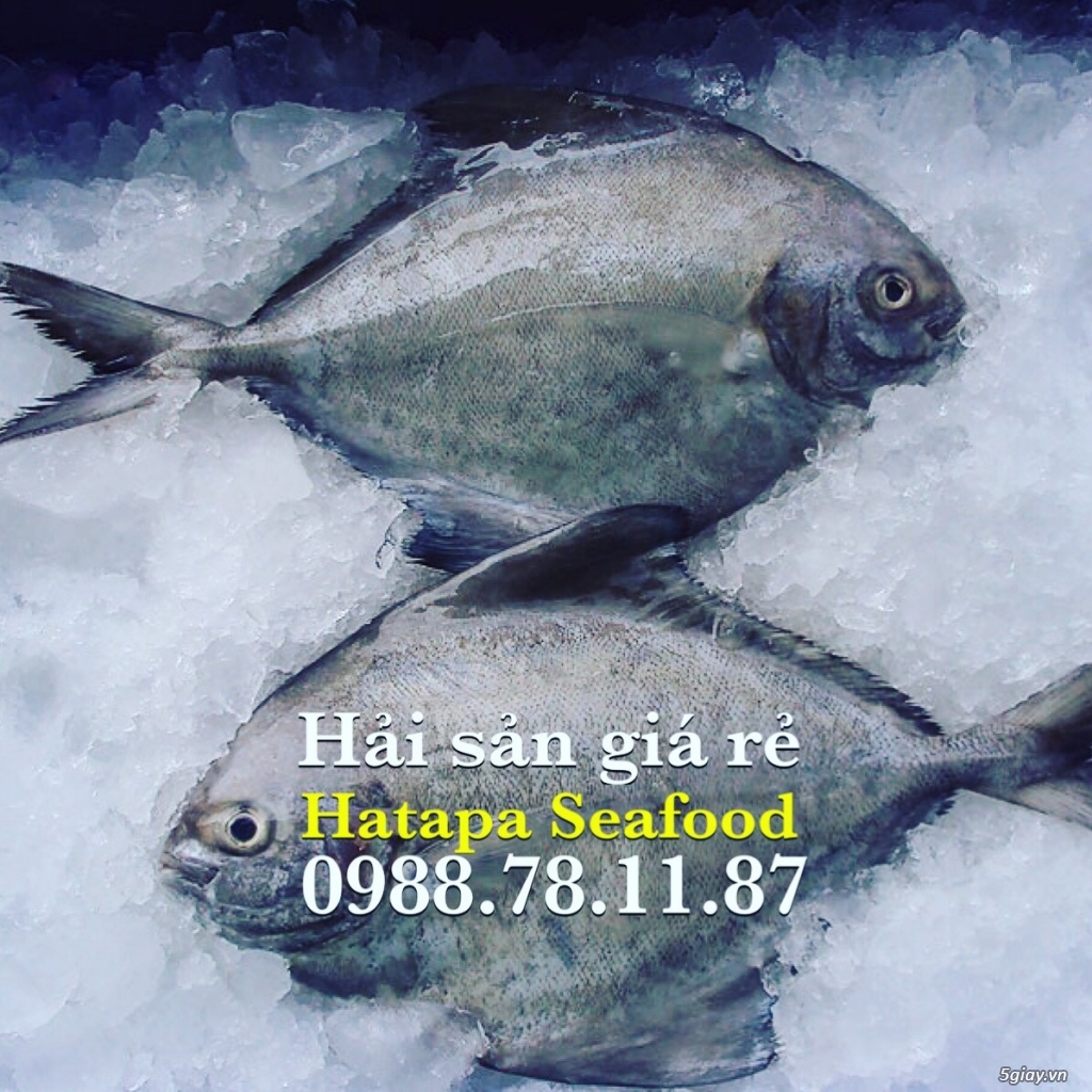 Cung cấp hải sản giá rẻ nhất Việt Nam, hải sản tươi & khô, đông lạnh nguyên chất từ vựa hải sản. - 9