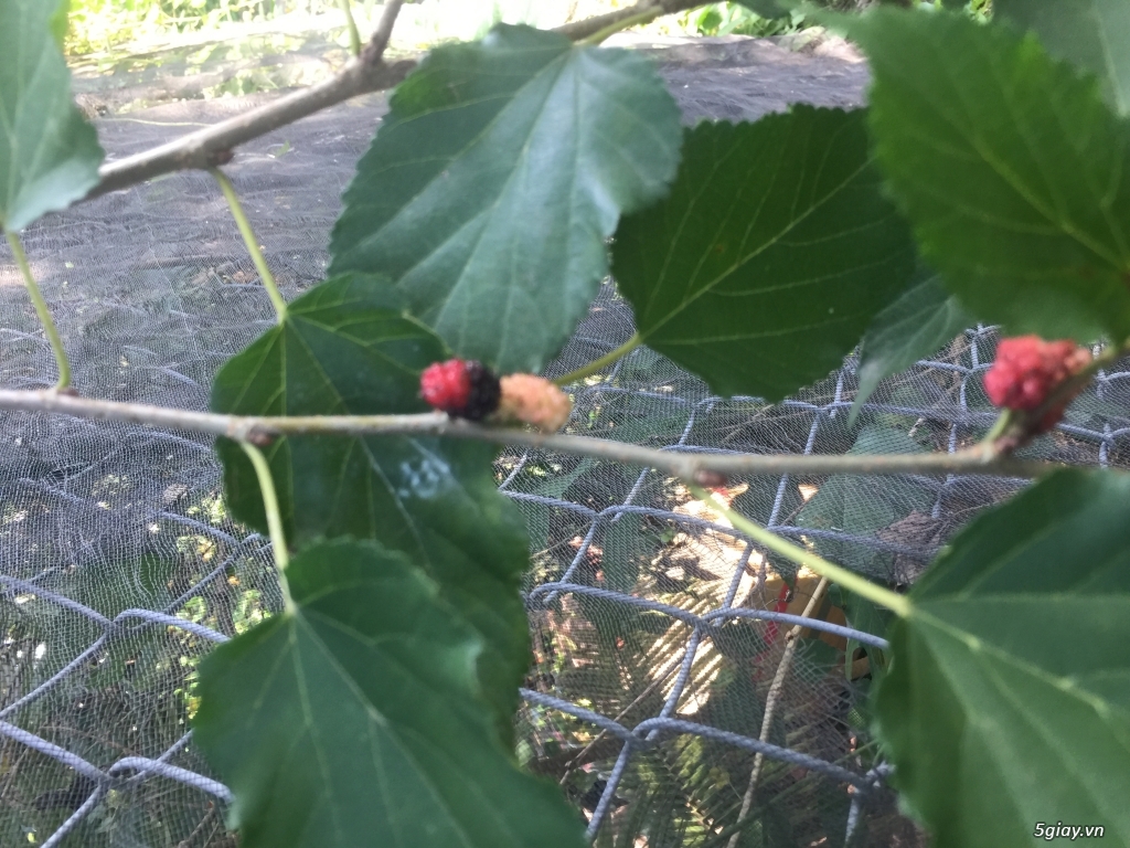 Cây thuốc nam - 2