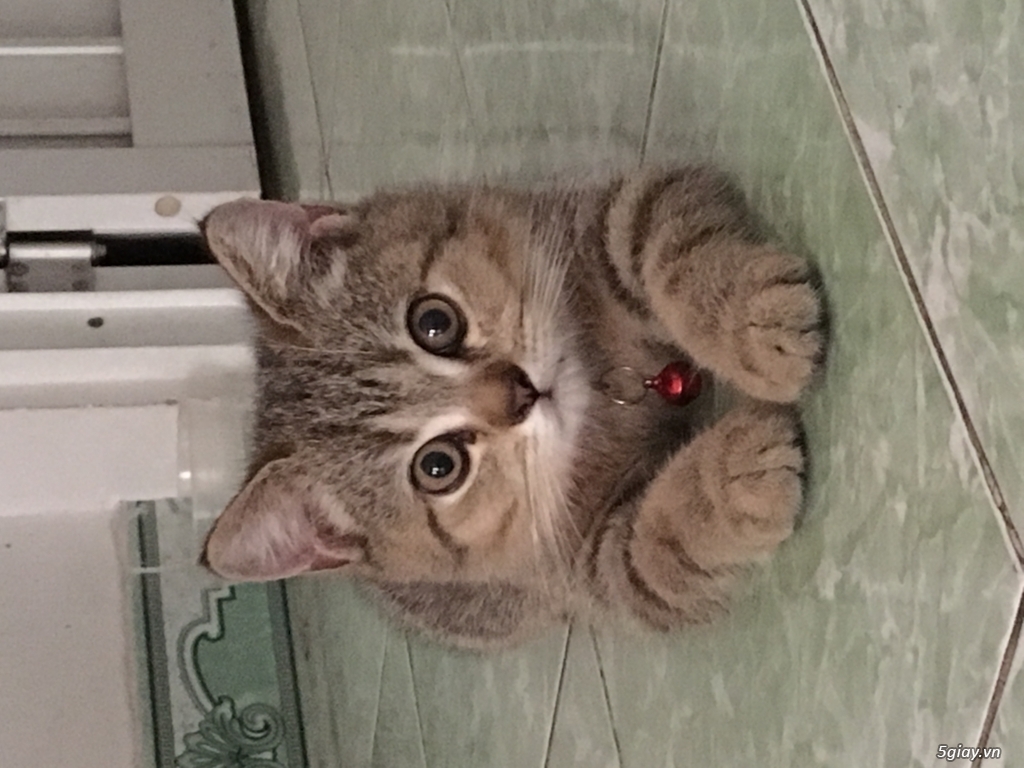 Tìm Sen cho bé Trai ALN ,gần 3tháng