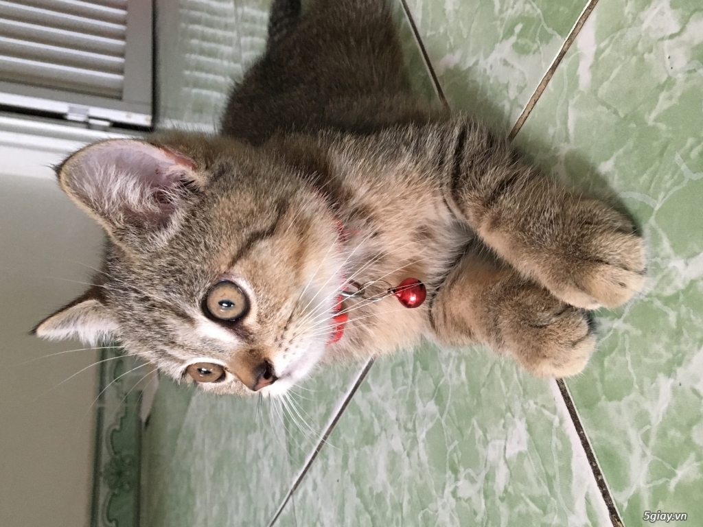 Tìm Sen cho bé Trai ALN ,gần 3tháng - 3