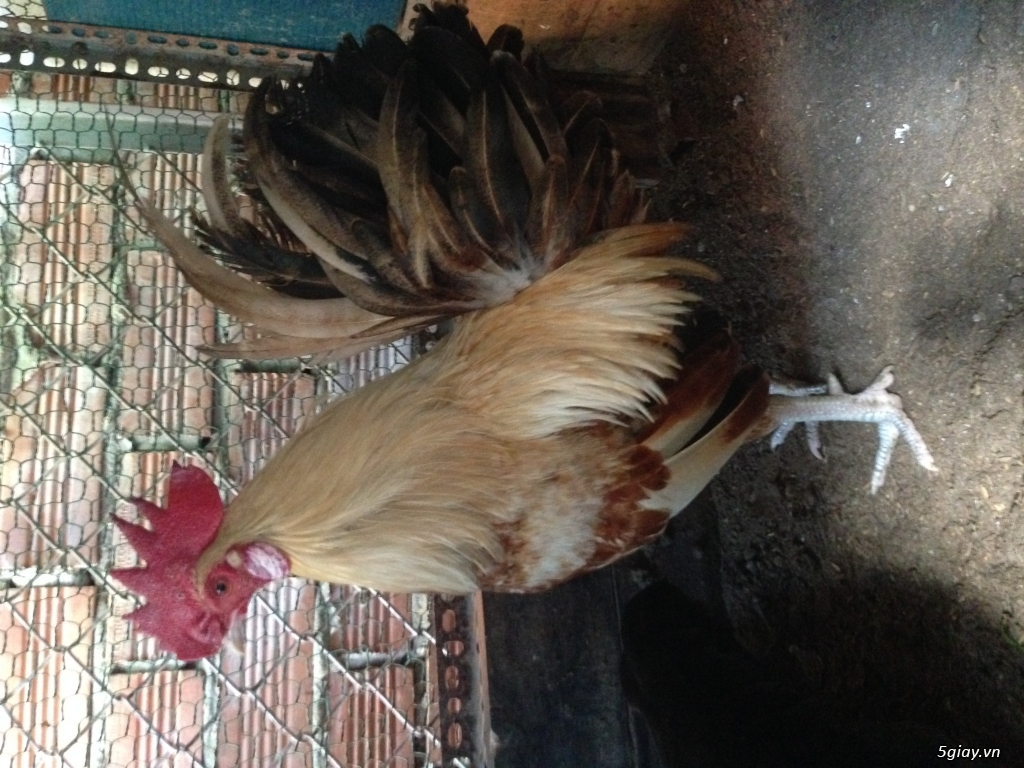 Thanh lý gà tre mỹ 8 tháng màu bướm
