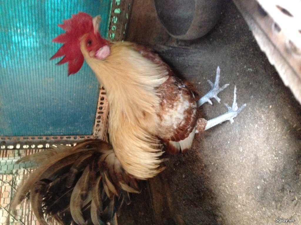 Thanh lý gà tre mỹ 8 tháng màu bướm - 1