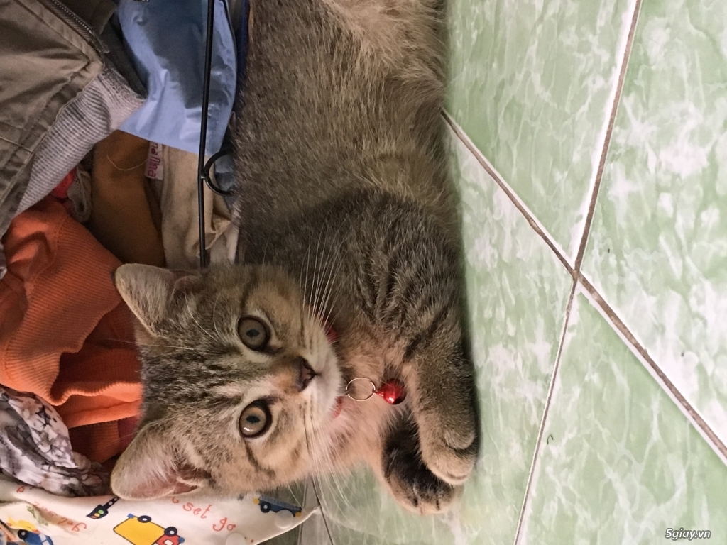 Tìm Sen cho bé Trai ALN ,gần 3tháng - 2