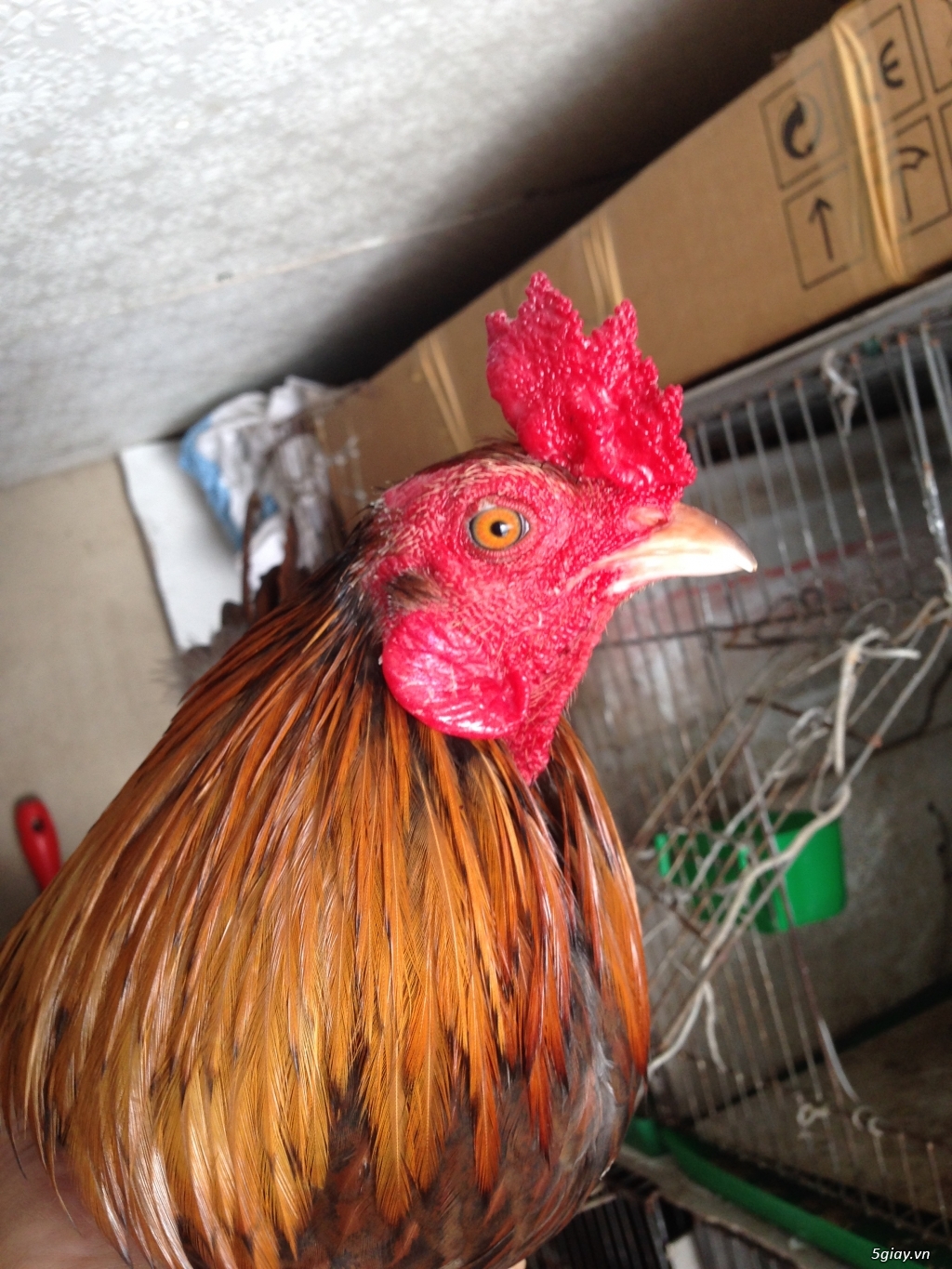 Bán gà tre a 7 - 1