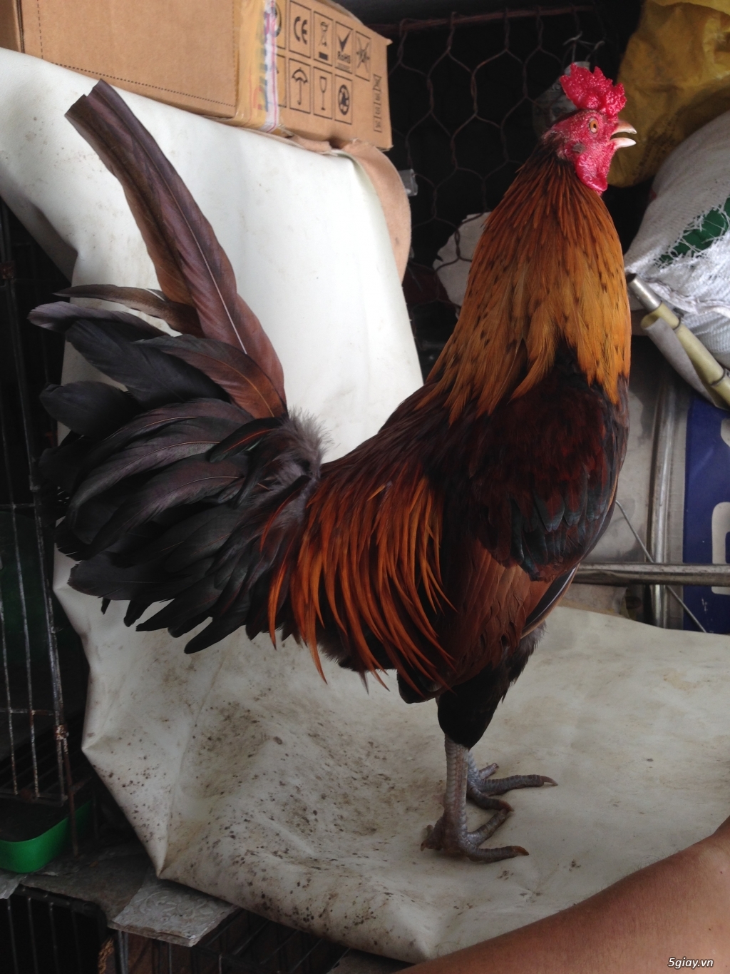 Bán gà tre a 7 - 2
