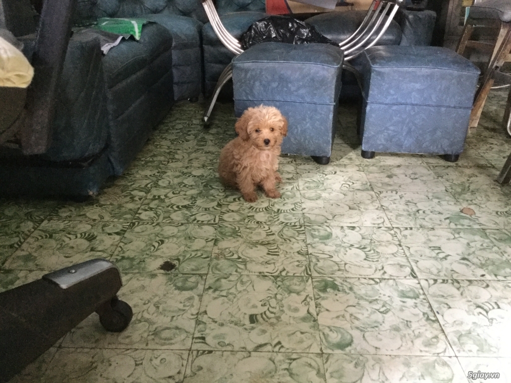 Rã bầy poodle tiny nâu đỏ - 7