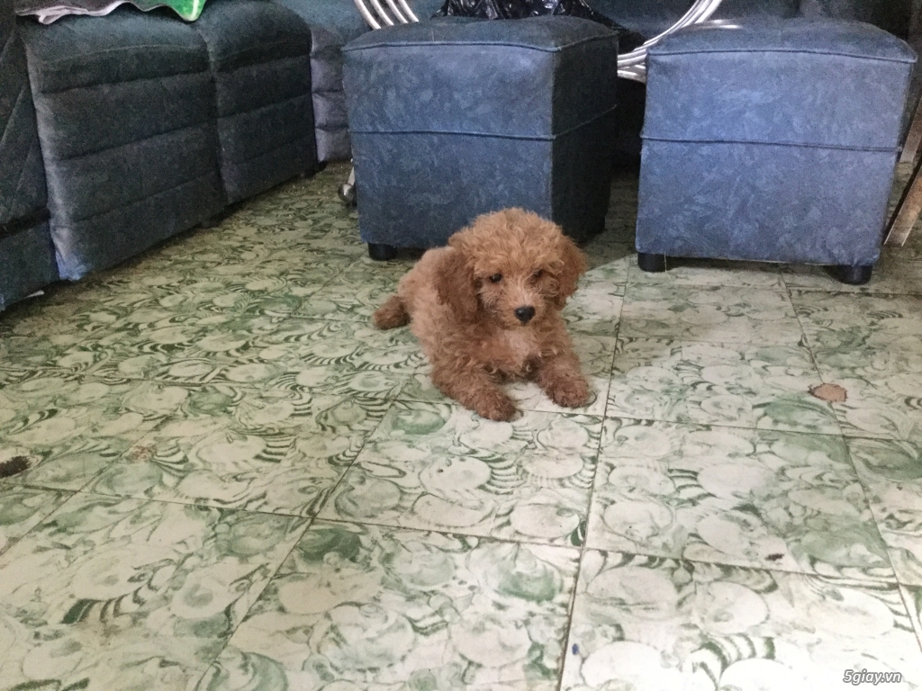 Rã bầy poodle tiny nâu đỏ - 4