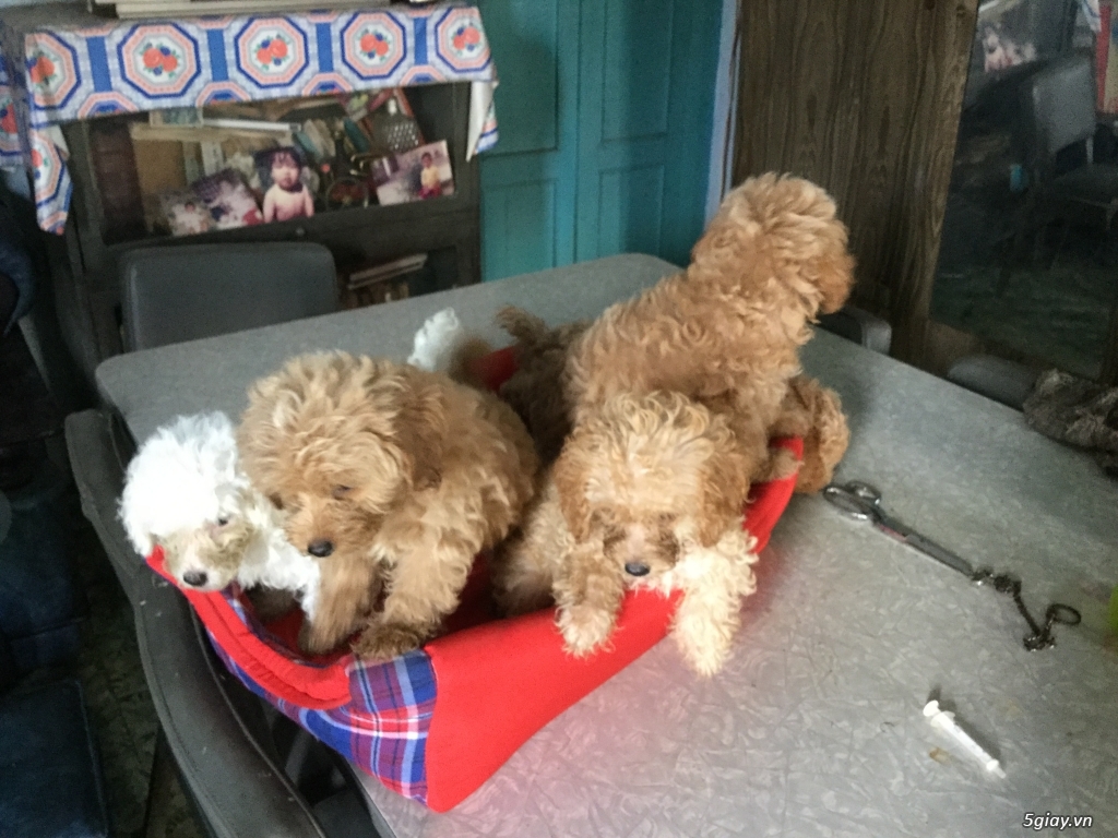 Rã bầy poodle tiny nâu đỏ - 5