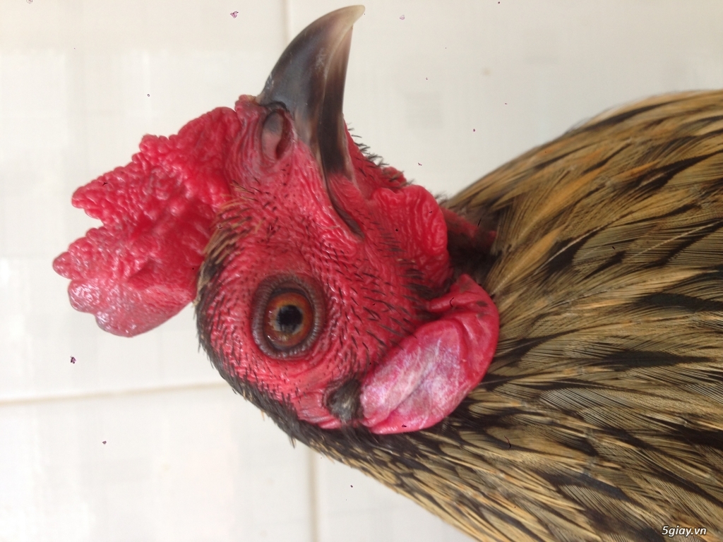 Gà tre đá tiền - 2