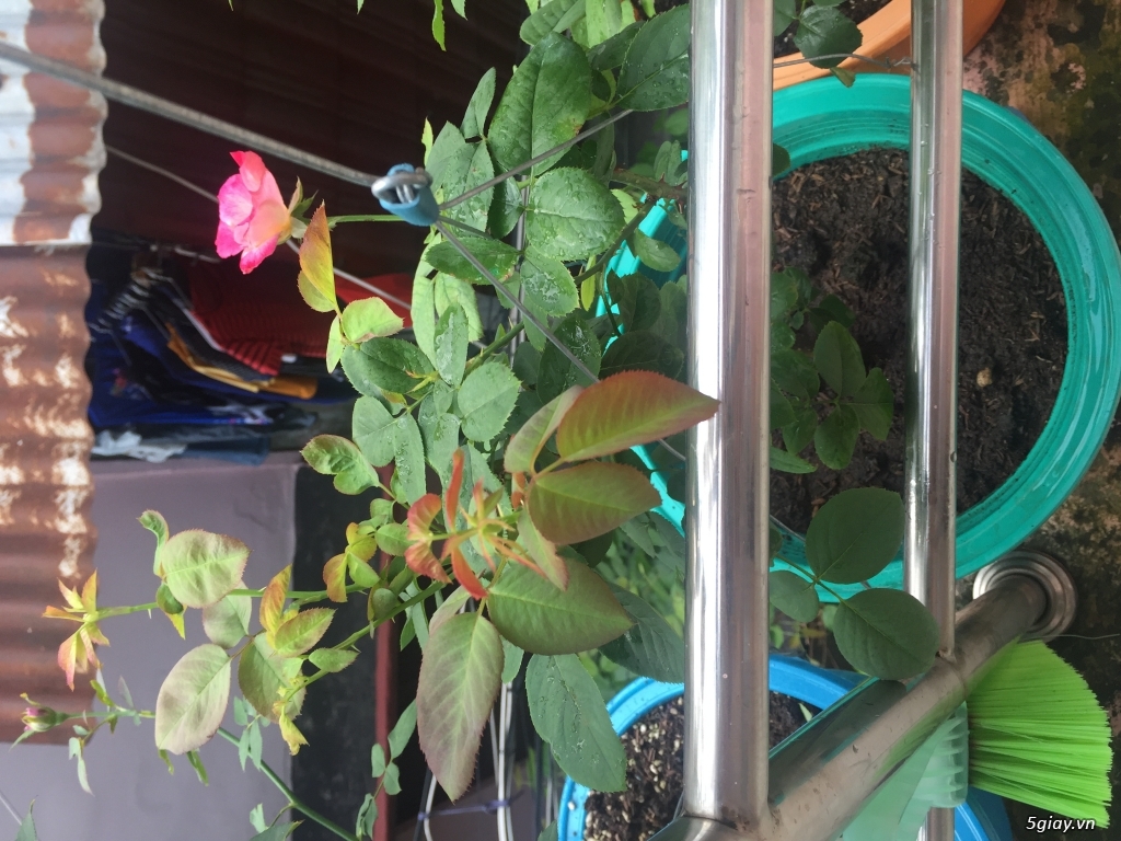 Thanh lý cây hoa hồng ngoại - 4