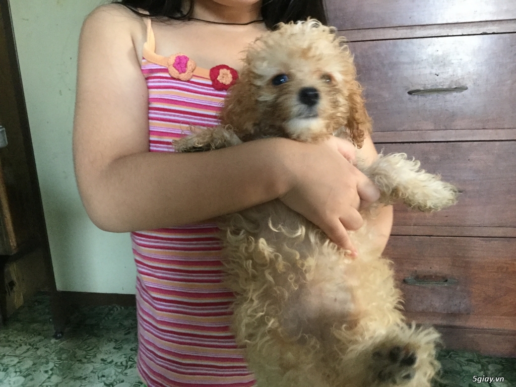 Rã bầy poodle tiny nâu đỏ - 1