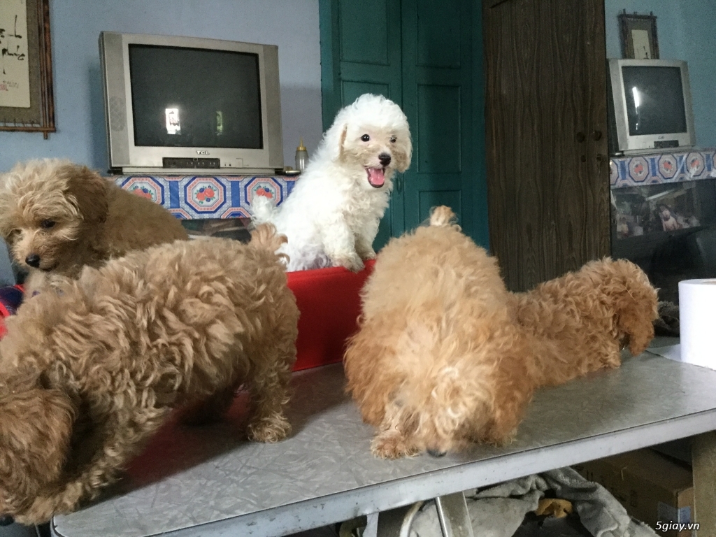 Rã bầy poodle tiny nâu đỏ - 6
