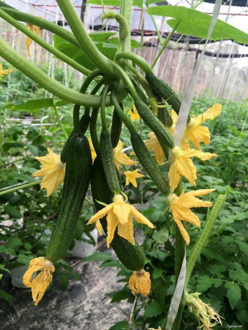 Dưa chuột tự thụ phấn Đệ nhất sai-lúc lỉu lúc lỉu - 1