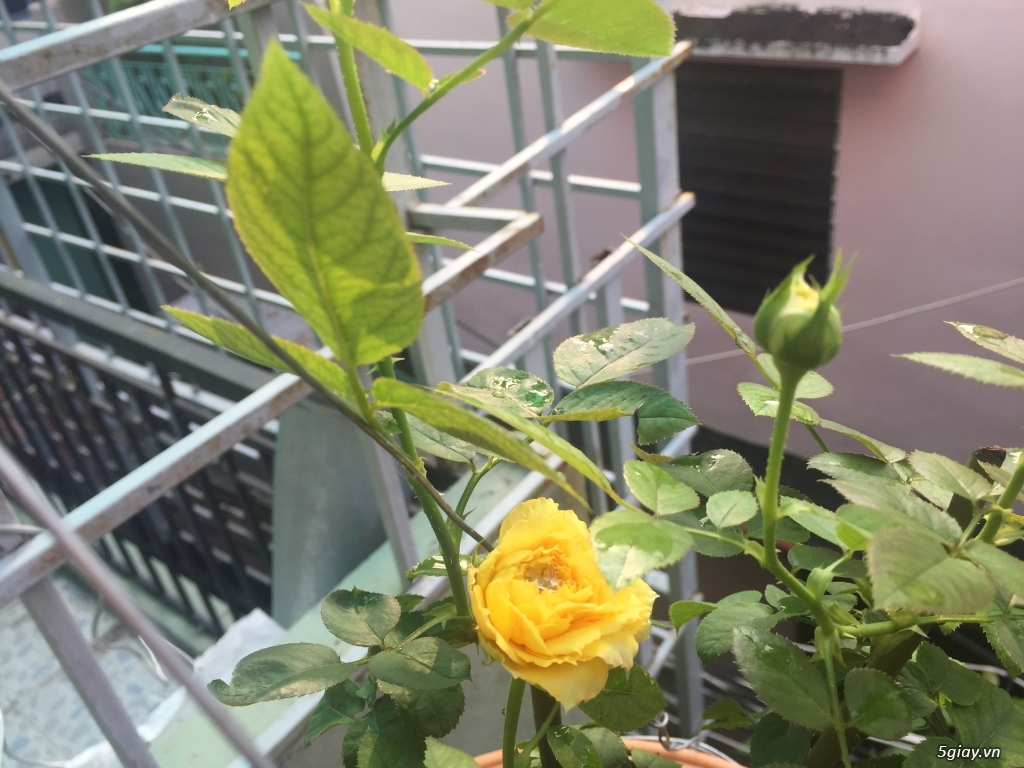 Thanh lý cây hoa hồng ngoại - 1