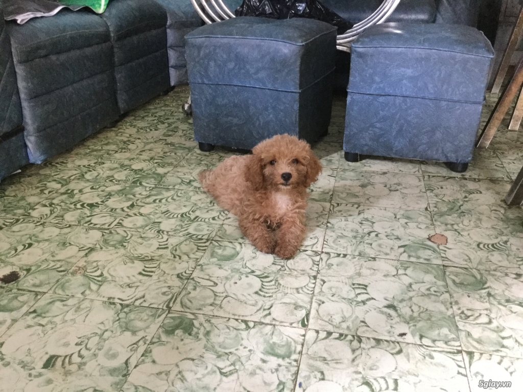 Rã bầy poodle tiny nâu đỏ - 2