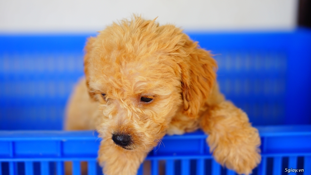 HCM bán chó poodle size tiny giá tốt và sức khỏe bảo đảm - 2