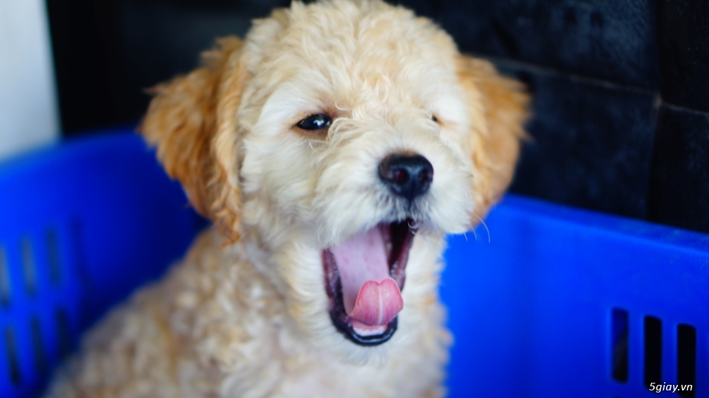 HCM bán chó poodle size tiny giá tốt và sức khỏe bảo đảm