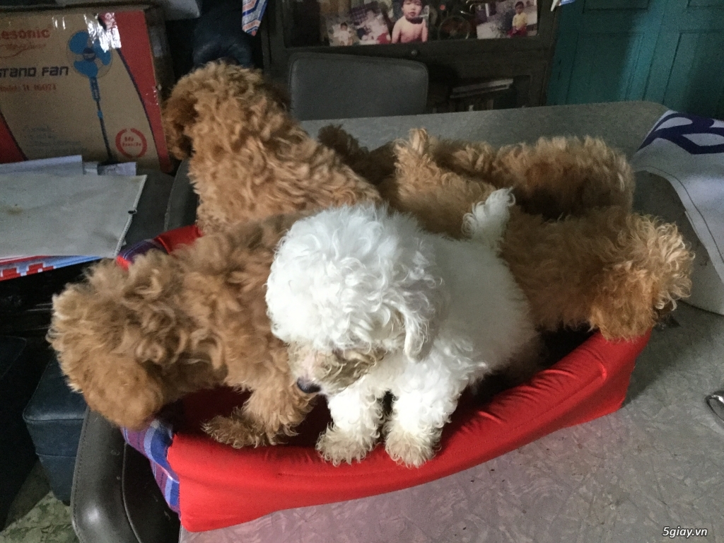 Rã bầy poodle tiny nâu đỏ - 3
