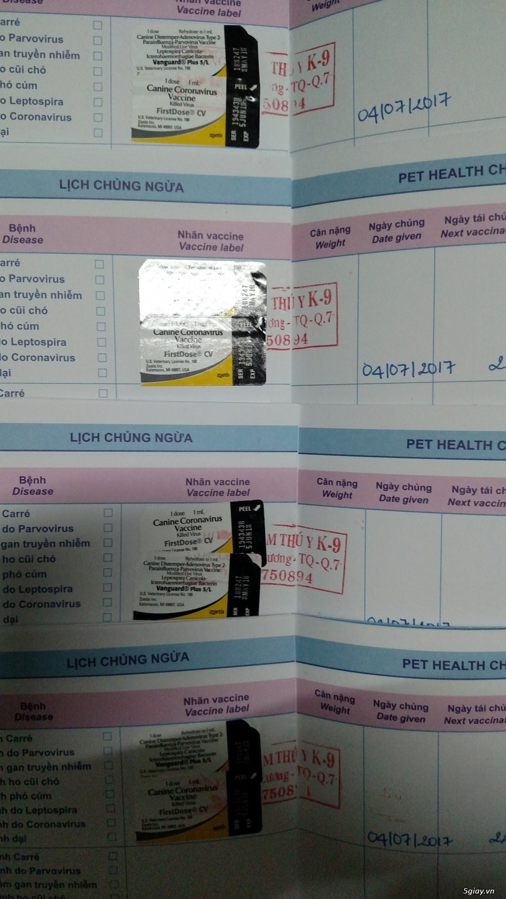 HCM bán chó poodle size tiny giá tốt và sức khỏe bảo đảm - 3