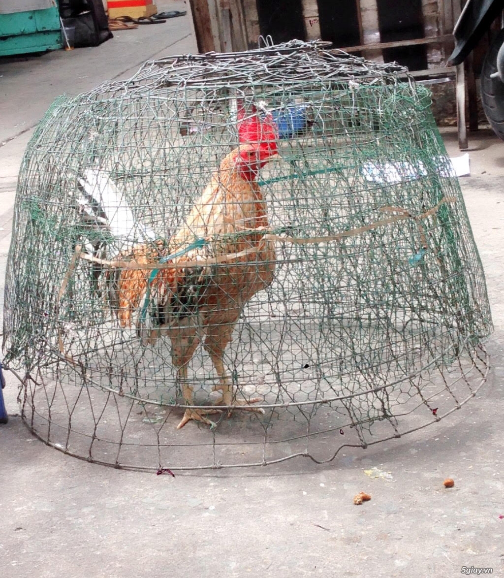 Gà tre đá tiền - 9
