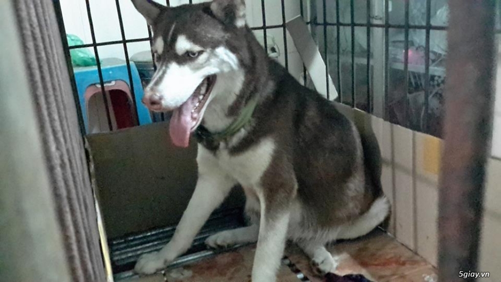 Bán Husky Sibir Thuần Chủng Giá Rẻ - 14