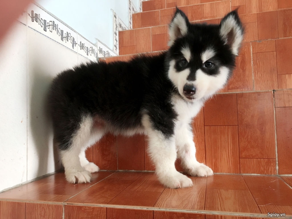 Bán Husky Sibir Thuần Chủng Giá Rẻ - 5