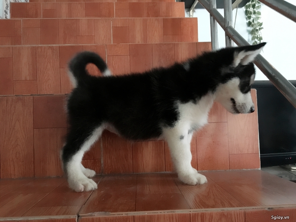Bán Husky Sibir Thuần Chủng Giá Rẻ - 9