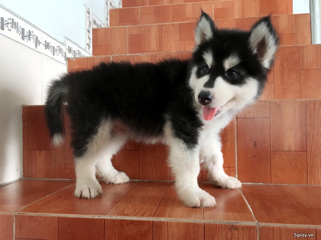 Bán Husky Sibir Thuần Chủng Giá Rẻ - 6