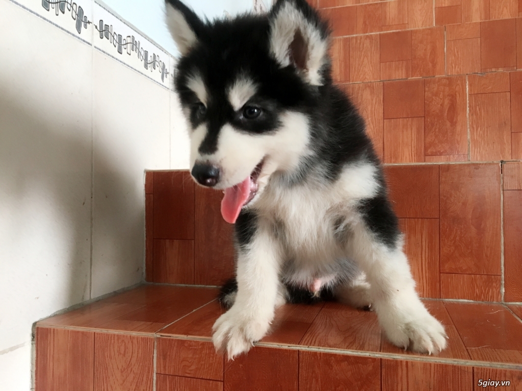 Bán Husky Sibir Thuần Chủng Giá Rẻ