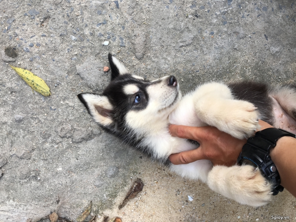 Bán Husky Sibir Thuần Chủng Giá Rẻ - 12