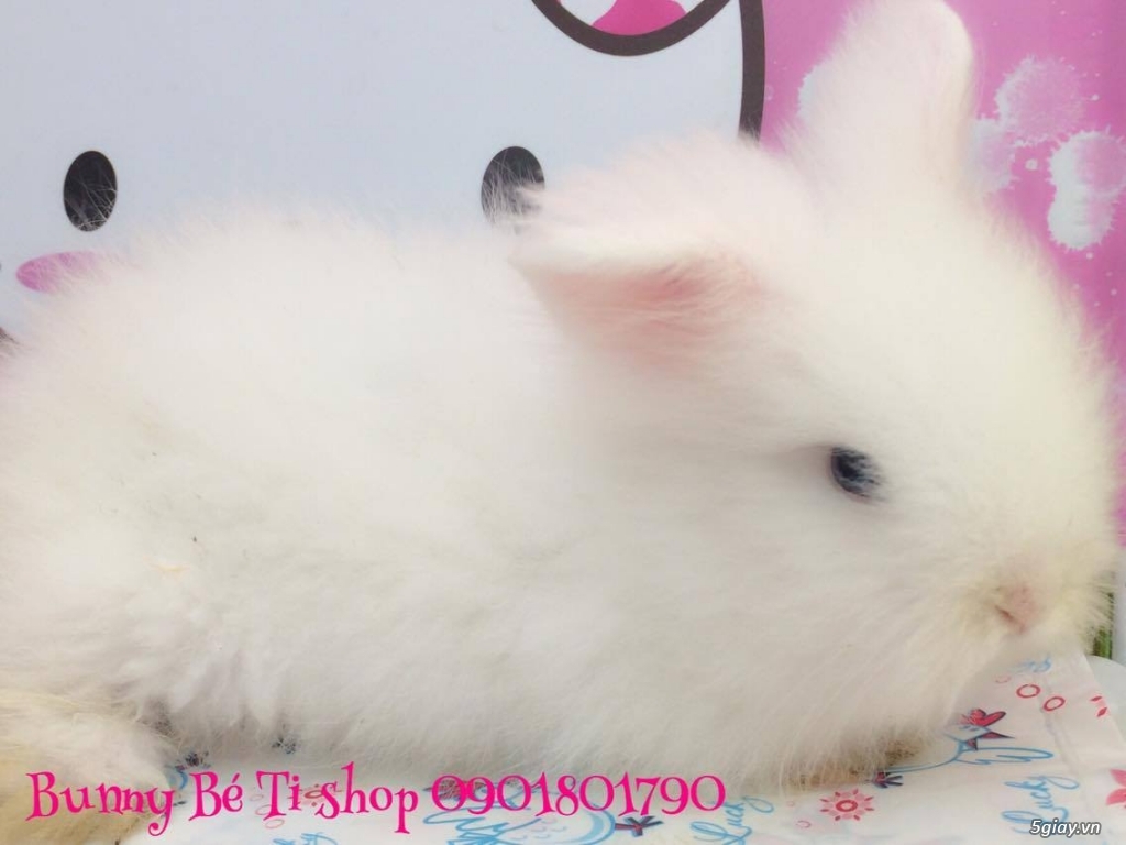 Thỏ minilop, lion head thái 800k- Đảo Thỏ Alice 0901801790 - 3