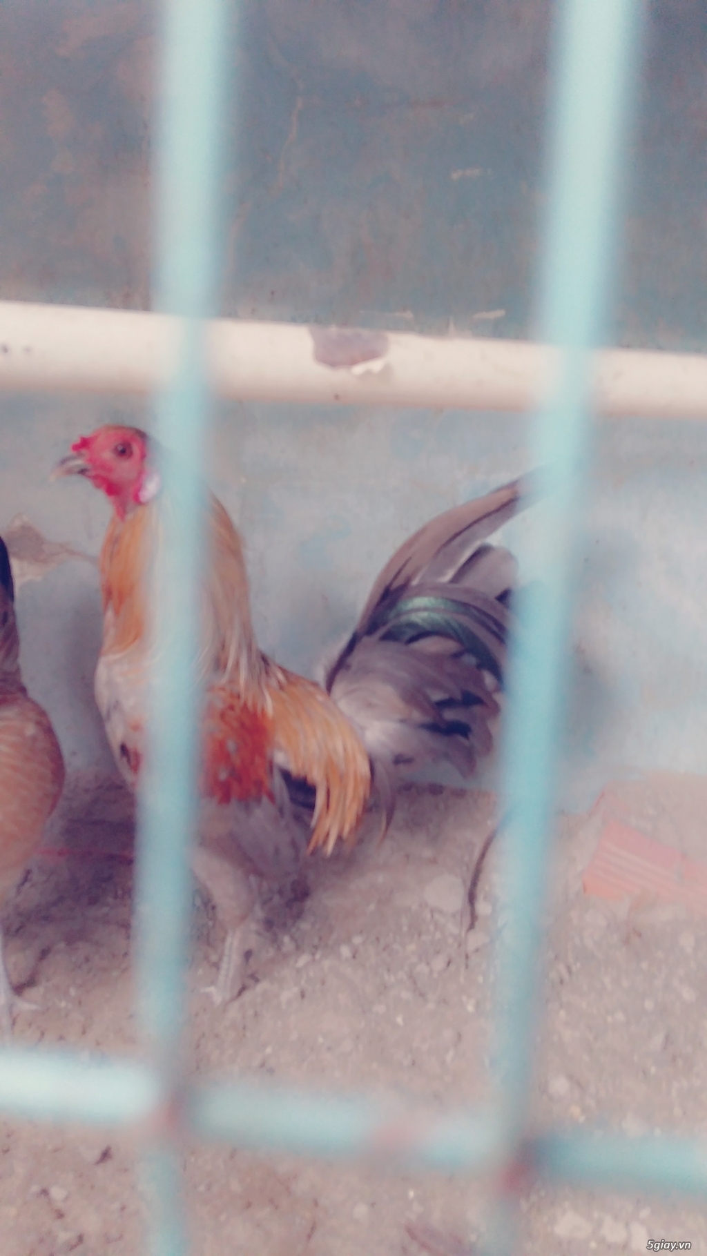 HCM -  Cần bán gấp 3 chú gà đẹp , khỏe mạnh