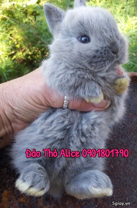Thỏ minilop, lion head thái 800k- Đảo Thỏ Alice 0901801790