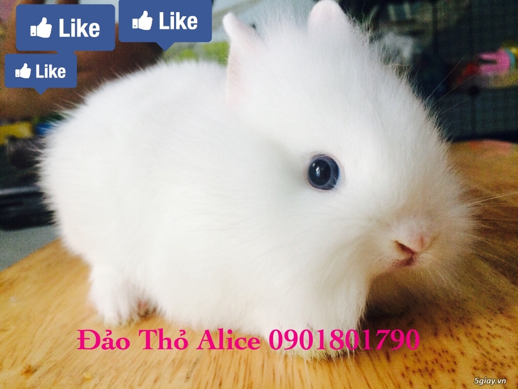 Thỏ minilop, lion head thái 800k- Đảo Thỏ Alice 0901801790 - 4