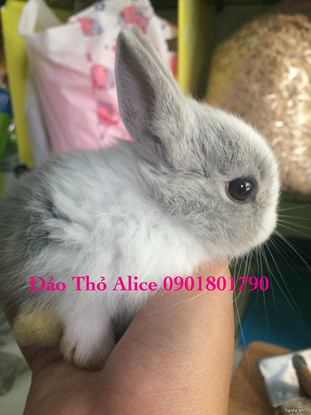 Thỏ minilop, lion head thái 800k- Đảo Thỏ Alice 0901801790 - 7