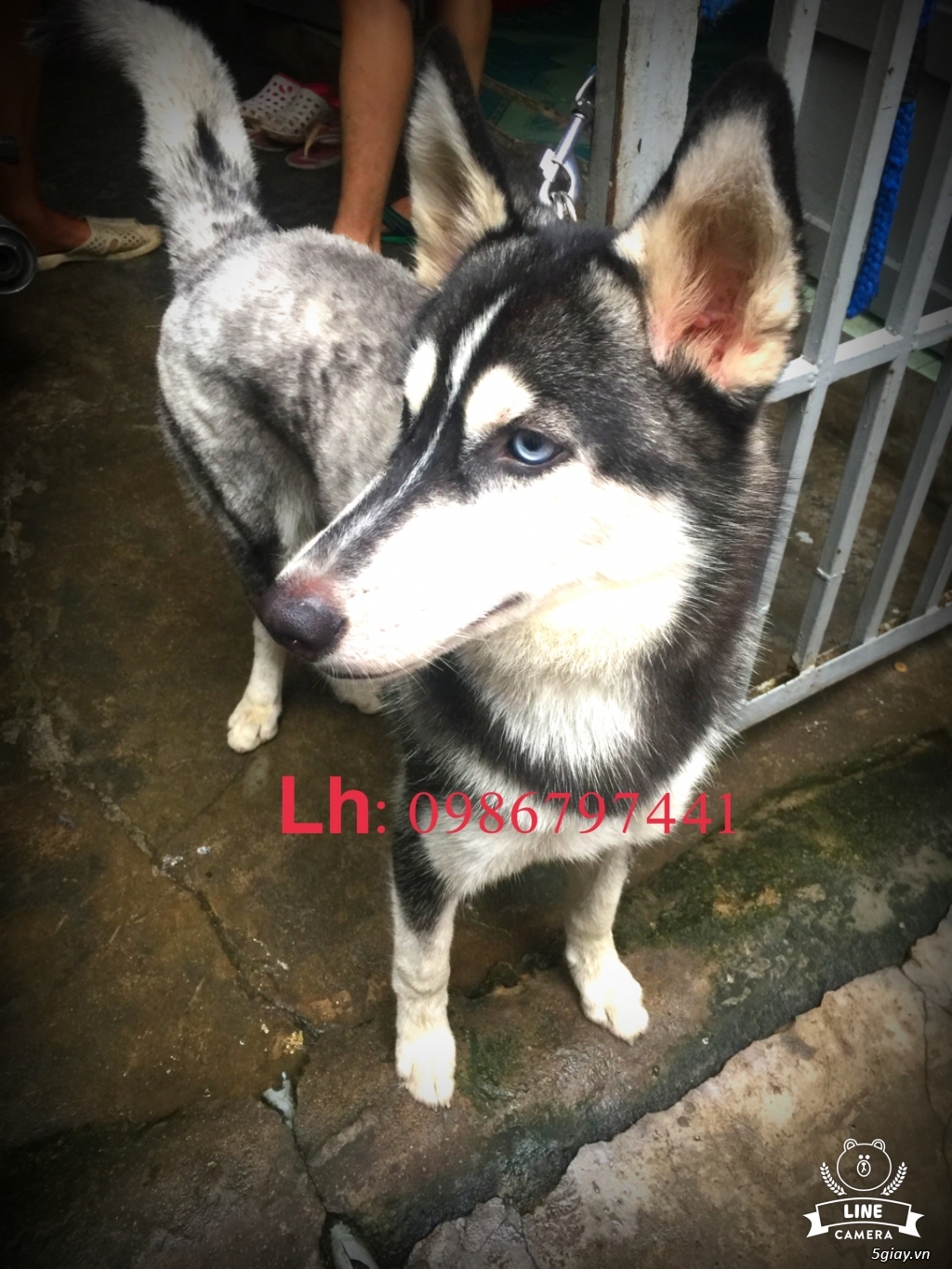 Bán husky cái 6thang rẻ nhất 5s