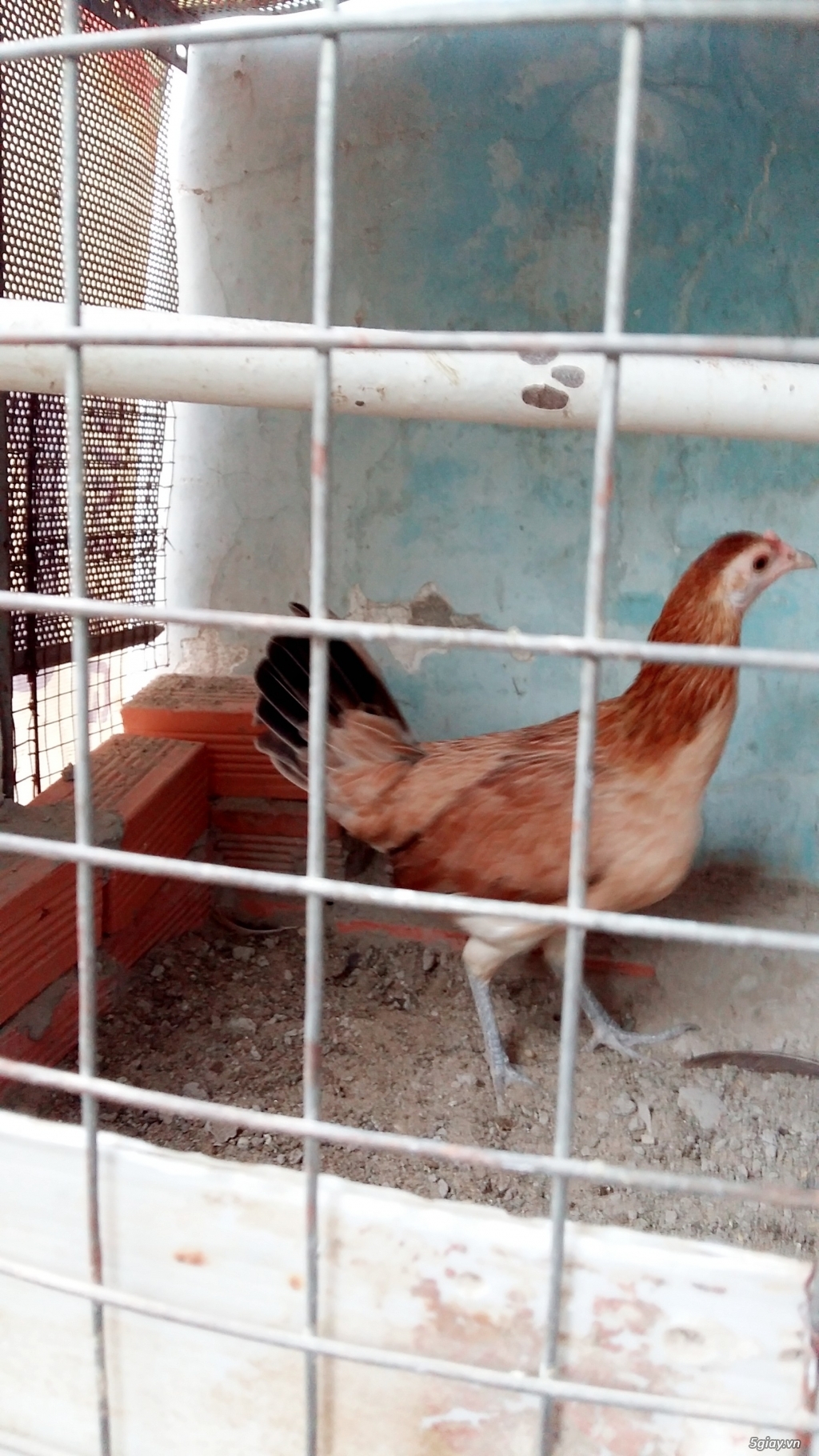 HCM -  Cần bán gấp 3 chú gà đẹp , khỏe mạnh - 1