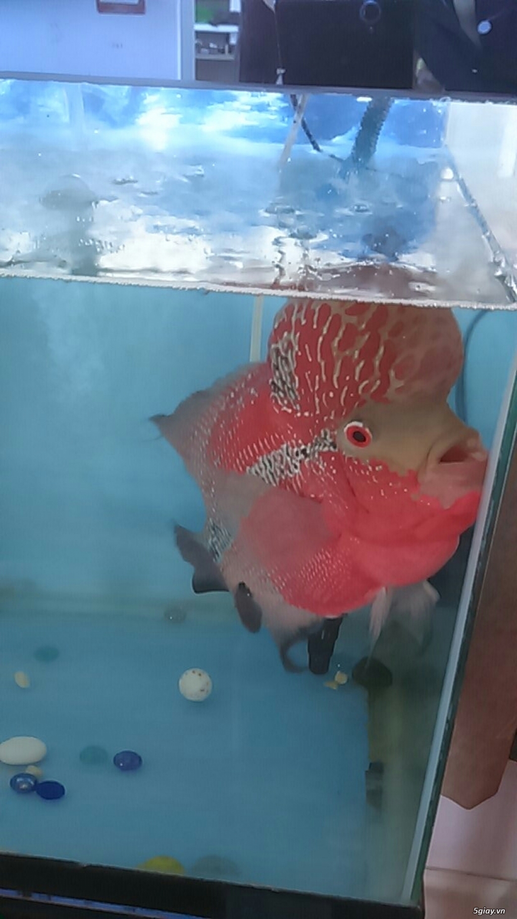 Cần bán 1 em La Hán - 1