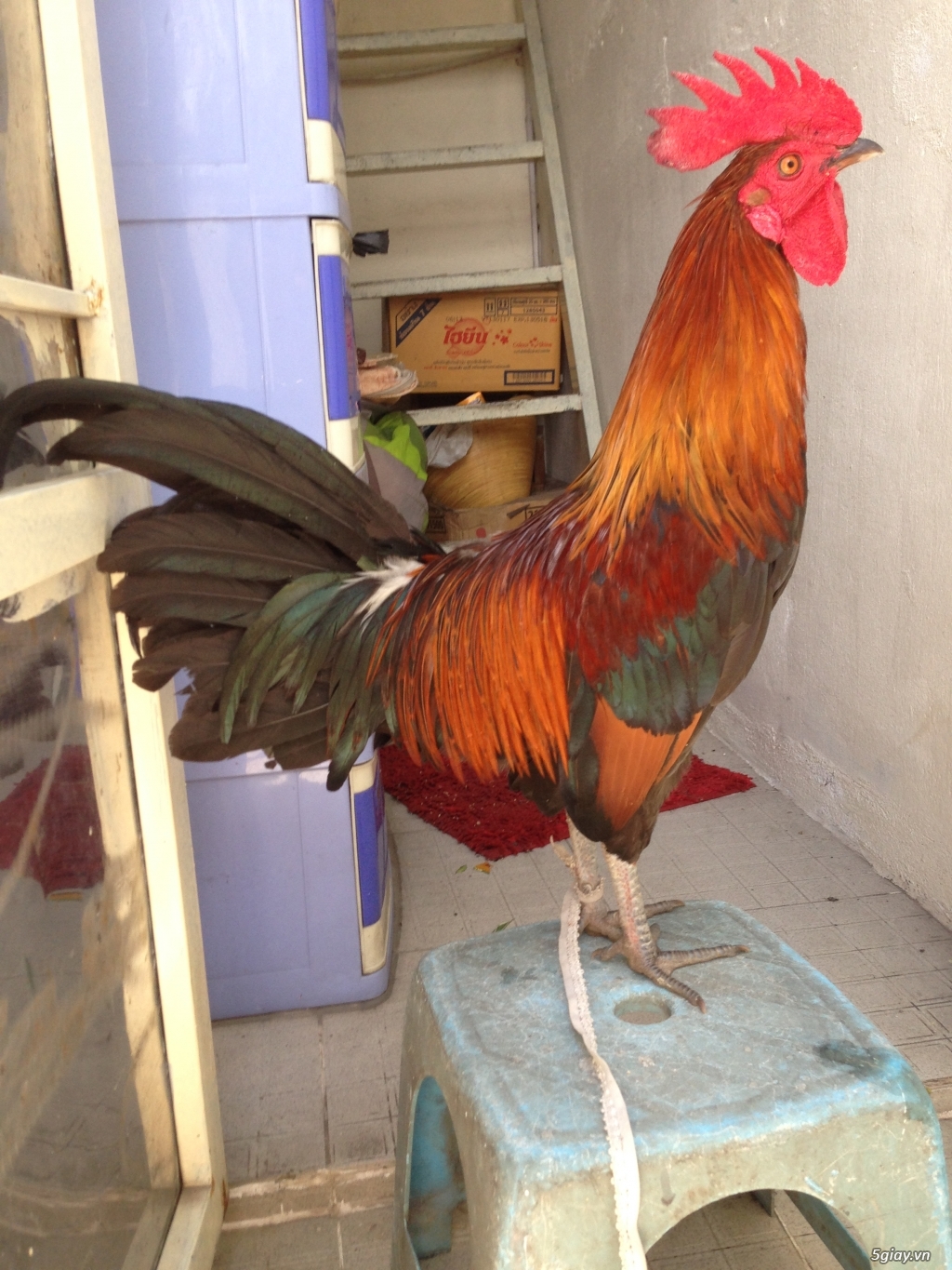 Bán gà tre a 7 - 16