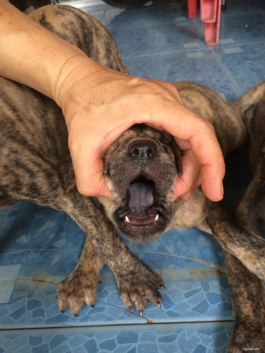 cần bán chó phú quốc vện