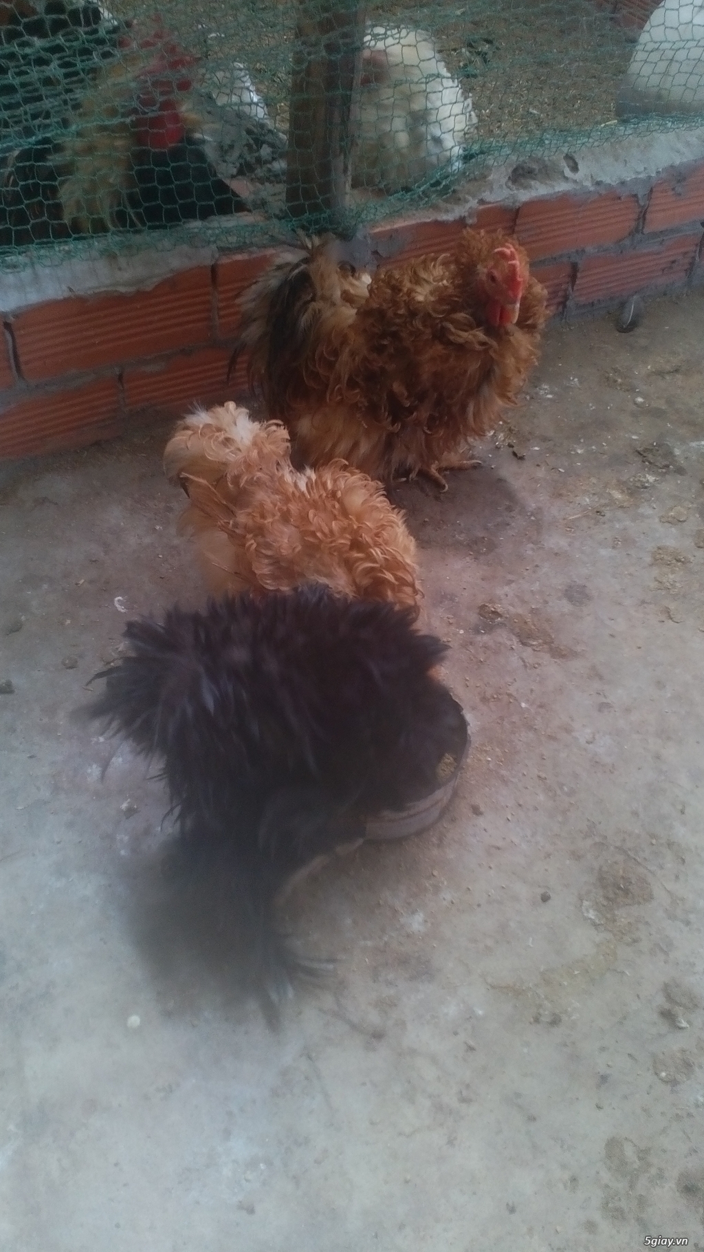 Thanh lý Gà pekin giá rẻ