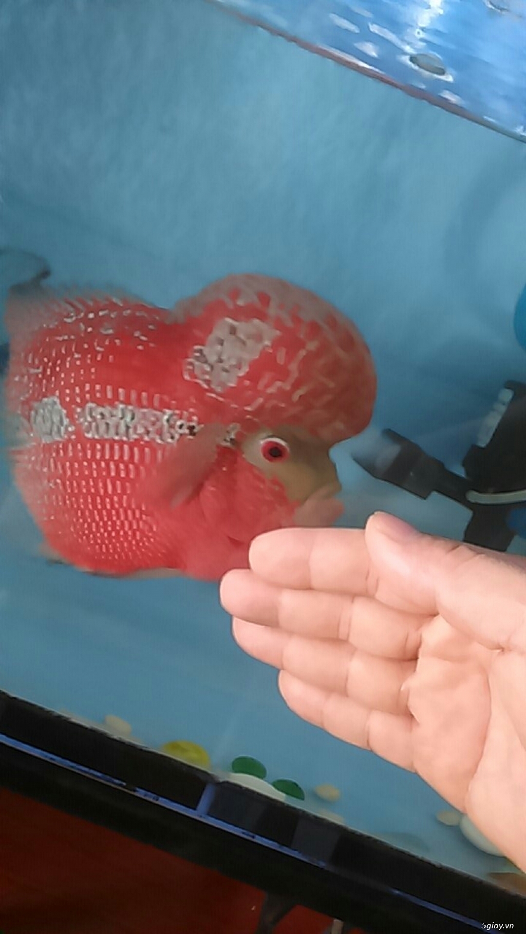Cần bán 1 em La Hán